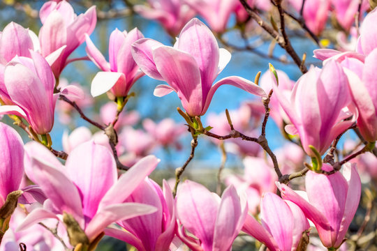 Fototapeta Magnolie in voller Blüte im Frühling