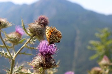 mariposa della Marmora
