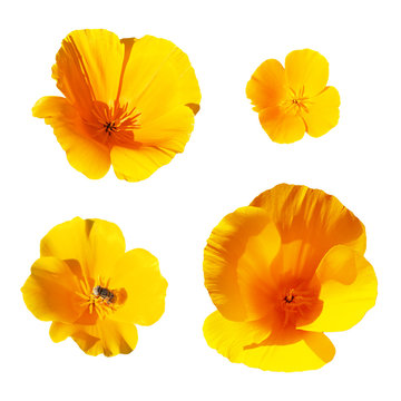Collection of yellow flowers isolated on the white background. Eschscholzia, plants in the Papaveraceae (poppy) family. California Poppy, Eschscholzia californica, the state flower of California