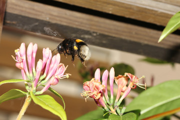 The bumblebee is one of the true bees of the state-forming insects
