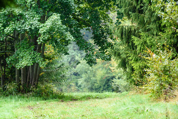 tree trunk textures in natural environment