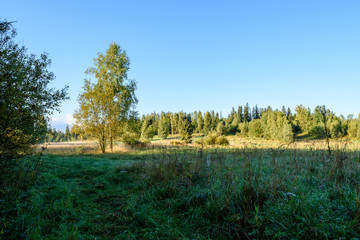 autumn colored trees in the park