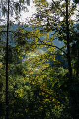 tree trunk textures in natural environment