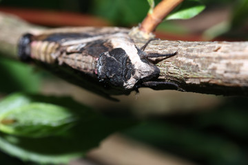 Moth in the wild during mating with the macro lens scanned
