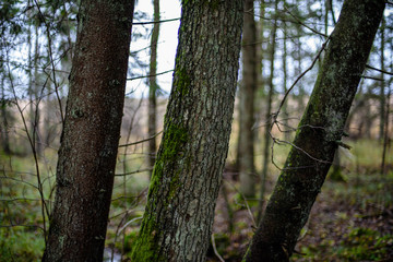 tree trunk textures in natural environment