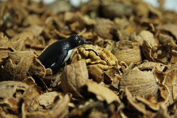 penguin eating walnut