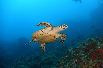 Naklejka premium turtle on sea