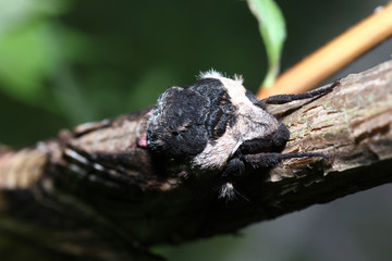 Moth in the wild during mating with the macro lens scanned
