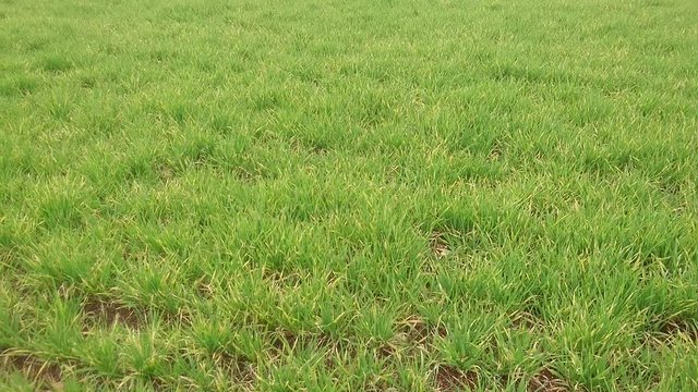 arpa tarlası, &ccedil;im