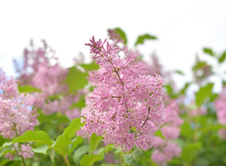 Blossoming lilac bush closeup.