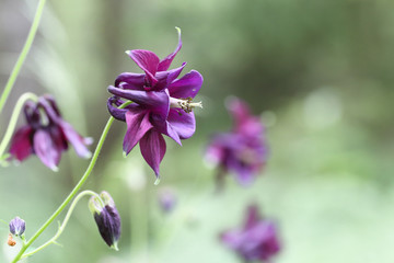 Aquilegia