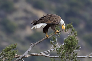 Naklejka premium Eagle on pine tree perch 