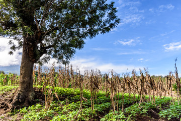 Lone tree in corn & bean field, Guatemala