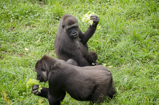 Gorilas comiendo