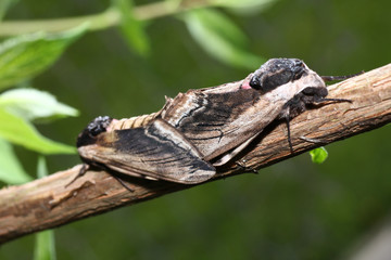 Moth in the wild during mating with the macro lens scanned
