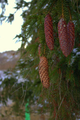 cones on a branch