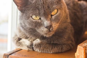 gray cat lying on the windowsill.