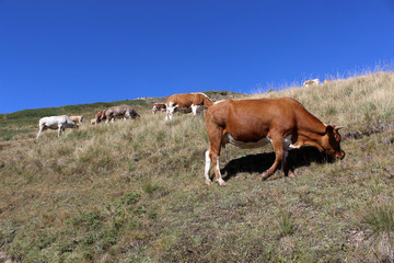 vacas  de Pontechianale
