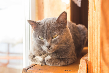 gray cat lying on the windowsill.