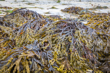 Seaweeds on the seashore, Scotland
