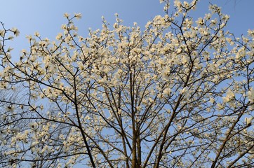 magnolia flower