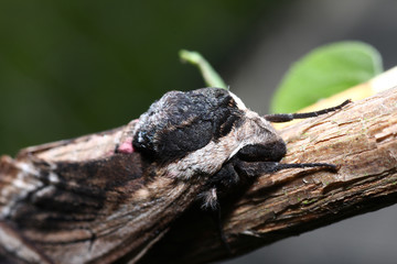 Moth in the wild during mating with the macro lens scanned

