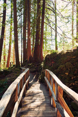 Bridge on Hiking Trail