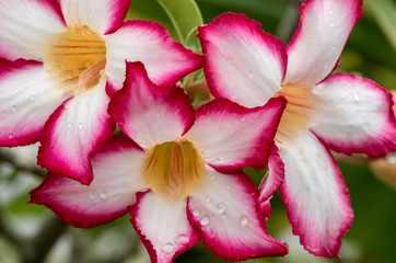 Tropical flower, white and pink petals with yellow center with rain drops clinging to the petals