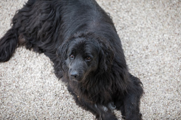 Bernese Mountain Dog sitting in the yard
