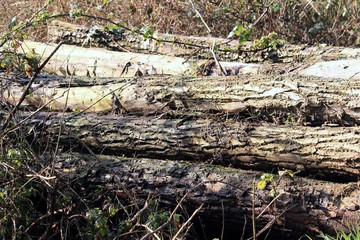 Baumstämme am Wegesrand