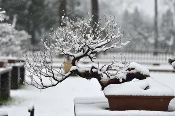 Fotobehang snow and bonsai © kui