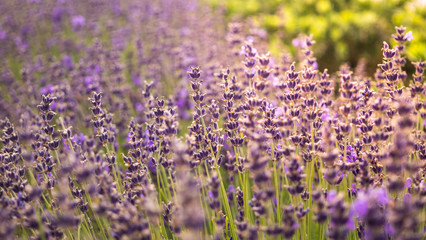 Naklejka premium Spring flowering alpine field of lavender