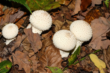 Gruppe von Flaschenstäublingen, Lycoperdon perlatum 