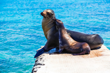 Female sea lion with her calf on the stone pier