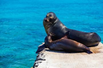 Fototapeta premium Female sea lion with her calf on the stone pier