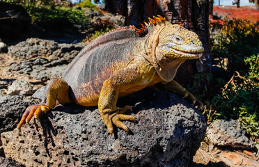 Typical land iguana of Isla Plaza Sur, Galapagos