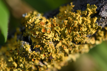 Lichens on Tree Bark