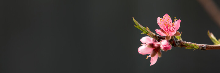 Peach tree branch with pink flowers against black background