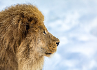 Male lion with mane, Panthera leo, lion portrait on bright, soft background, lion looking to the right.