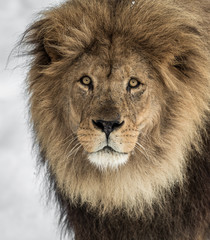 Male lion, Panthera leo, lion portrait on bright, soft background, lion looking at camera