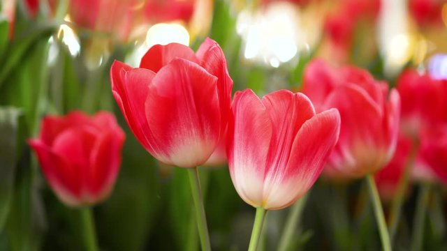 Beautiful Red Tulips, Flower background