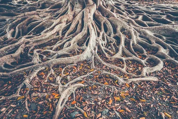 Das sich ausbreitende Wurzelsystem des alten Baumes auf dem Boden. Formenvielfalt in wilder Natur. Perfekter Hintergrund für die verschiedenen Arten von Collagen, Illustrationen und digitalen Medien. © Goinyk