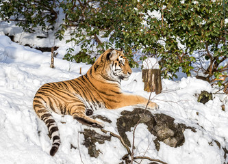 Siberian tiger, Panthera tigris altaica, resting in the snow in the forest. Zoo.