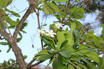 White flowers of ficus on branches. Tropical countries. Beautiful flowering. Natural photo background