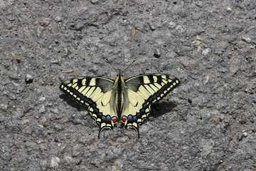 papillon