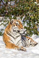 Siberian tiger, Panthera tigris altaica, resting in the snow in the forest. Looking at camera.