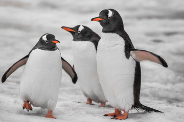 Three penguins are standing on the snow-covered surface. Antarctic mountain crest. Wild animals were shot during the expedition to the Vernadsky Research Base, Antarctica.