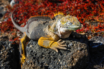 Typical land iguana of Isla Plaza Sur, Galapagos