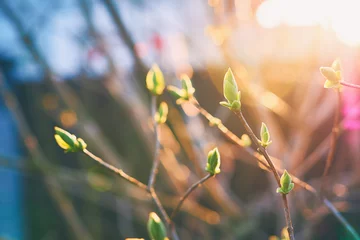 Papier Peint photo Arbres Beau fond de jardin printanier vibrant avec des bourgeons verts frais dans la lumière du soleil magique du soir