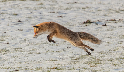 Fototapeta premium fuchs bei der jagd